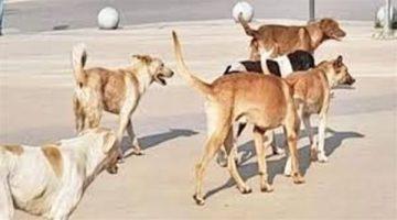 بعد صغير الشرقية.. الكلاب الضالة تحت قبة البرلمان في طلب إحاطة (تفاصيل)