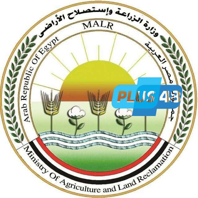 الزراعة: مزارع الدواجن تحت السيطرة.. لا نفوق ولا أوبئة والإنتاج في أمان