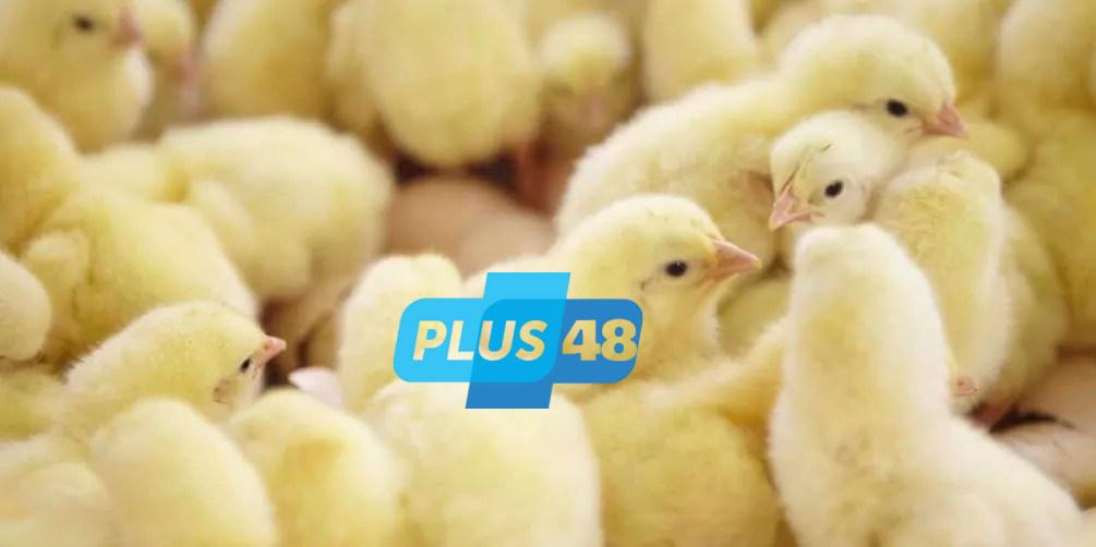 أسعار الكتاكيت اليوم الأحد 25-5-2025 في الشركات والبورصة