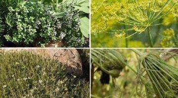 ما الفارق بين النباتات الطبية والعطرية؟