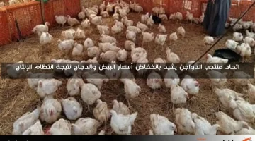 اتحاد منتجي الدواجن يشيد بانخفاض أسعار البيض والدجاج نتيجة انتظام الإنتاج