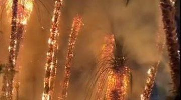 بعد حريق كورنيش النيل.. اقرأ نصائح الحماية المدنية لتجنب حرائق الأشجار
