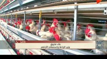 وزير الزراعة: لا وباء في الثروة الداجنة ونسب النفوق طبيعية ولا تتجاوز 6%