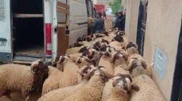 عيد بلا أضحية فى المغرب.. حملات على المنازل لضبط المواشى لمنع ذبحها بالعيد