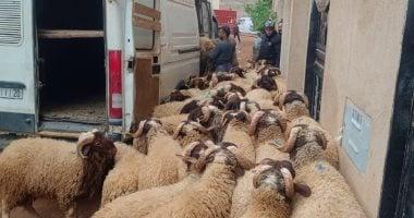 عيد بلا أضحية فى المغرب.. حملات على المنازل لضبط المواشى لمنع ذبحها بالعيد