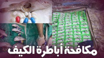 الداخلية تلاحق تجار الكيف والسلاح .. 71 مليون جنيه حصيلة غسل أموال في أسبوع