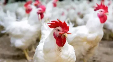 مجلس الوزراء: أوضاع مزارع الدواجن مستقرة.. ولا وجود لأي فيروس