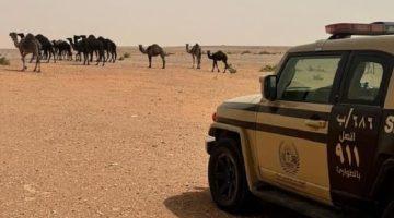 #الأمن_البيئي : ضبط مواطنًا مخالفًا لارتكابه مخالفة رعي في محمية الإمام عبدالعزيز بن محمد الملكية #عاجل