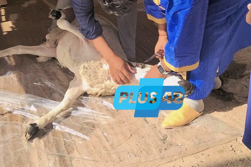 إشاعة “غرامة ذبح الأضاحي” في المغرب .. خبراء: لا عقوبة بدون نص