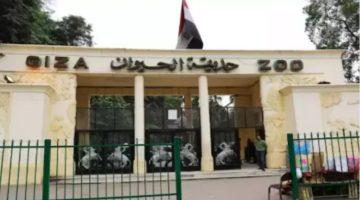 2.3 مليار جنيه لتطوير حديقة الحيوان والأورمان بالجيزة.. تفاصيل مهمة