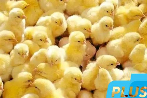 أسعار الكتاكيت اليوم الأربعاء 21-5-2025 ببورصة الدواجن