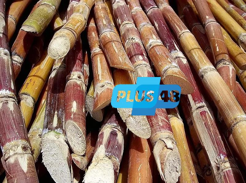 اليوم ينتهي موسم التوريد للمصانع.. 2500 جنيه سعر طن قصب السكر والبنجر 2400