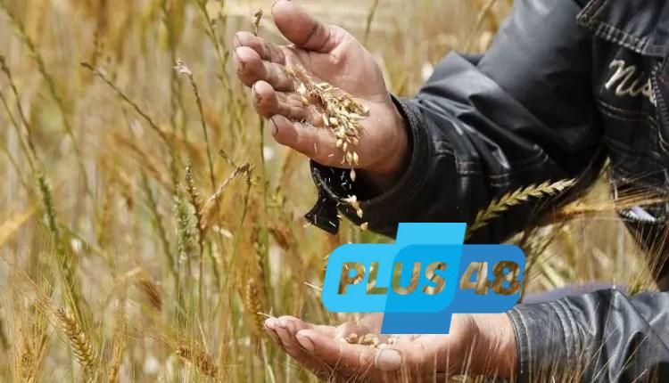 القمح ذهب مصر الأخضر.. “الظاهرة” الإماراتية تورد كامل إنتاجها للحكومة بالسعر المحلي