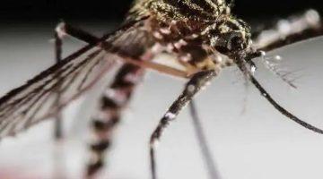 فيروس غامض ينقله البعوض يثير حالة خوف واسعة في بريطانيا