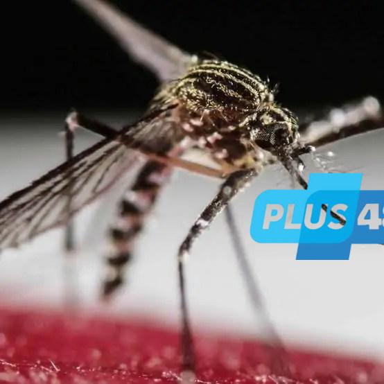 فيروس غامض ينقله البعوض يثير حالة خوف واسعة في بريطانيا