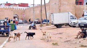 مقتضيات قانونية تحظر القتل غير المبرر للحيوانات الضالة في المغرب
