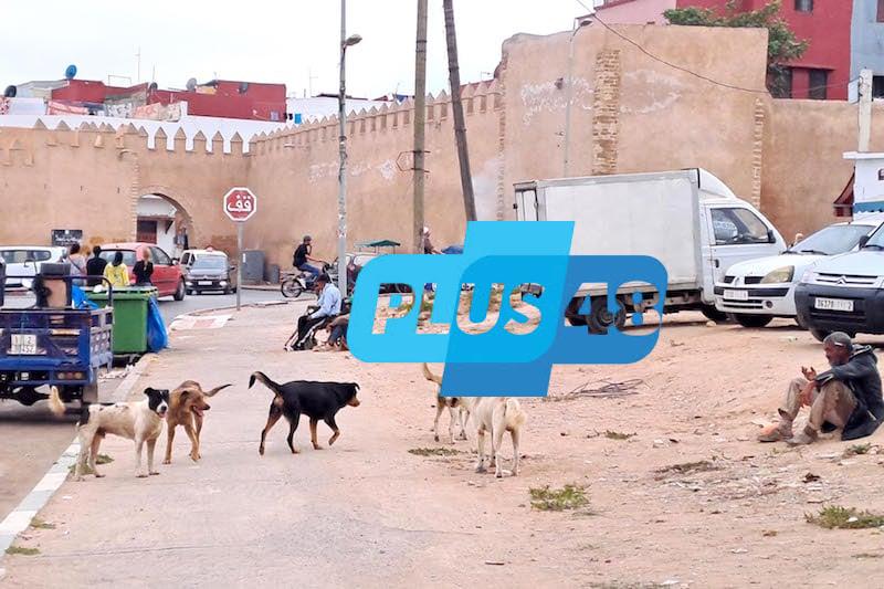 مقتضيات قانونية تحظر القتل غير المبرر للحيوانات الضالة في المغرب