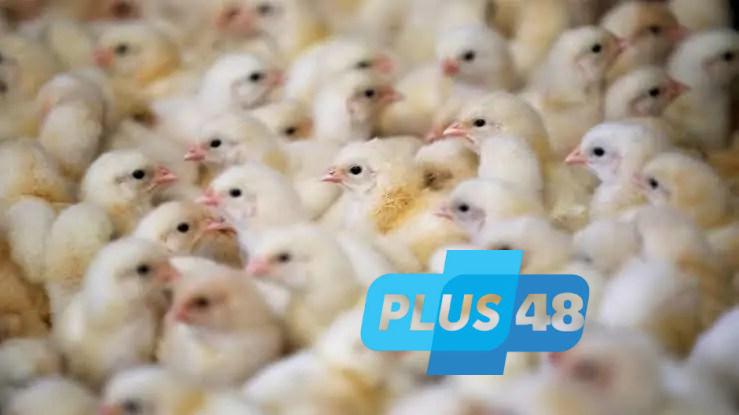 سعر الكتكوت الأبيض اليوم 17 مايو يشعل الأسواق