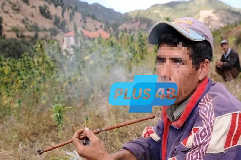 فاعلون يستدعون أدلة علمية على ضرر الاستهلاك التقليدي لنبتة “الكيف”
