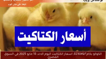 الكوكو بكام؟!… اسعار الكتاكيت اليوم الاحد 18 مايو 2025 في السوق المصري
