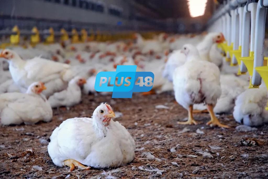 أسعار الفراخ اليوم الجمعة 16-5-2025.. انخفاض البيضاء لهذا المستوى