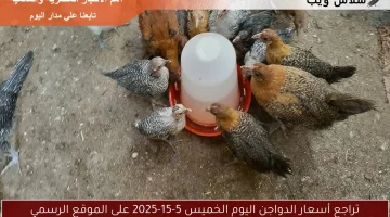 تراجع أسعار الدواجن اليوم الخميس 5-15-2025 على الموقع الرسمي