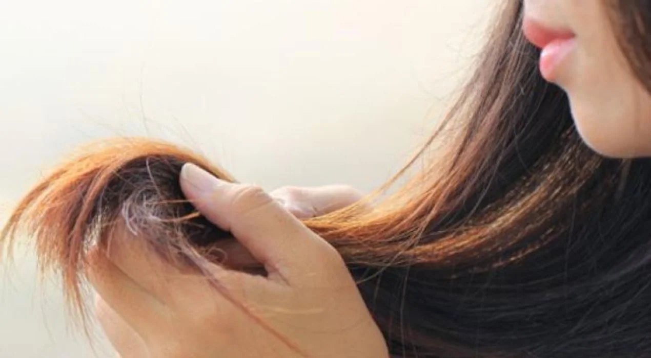 أفضل زيت لـ الشعر التالف.. حقائق مفاجئة عن جوز الهند