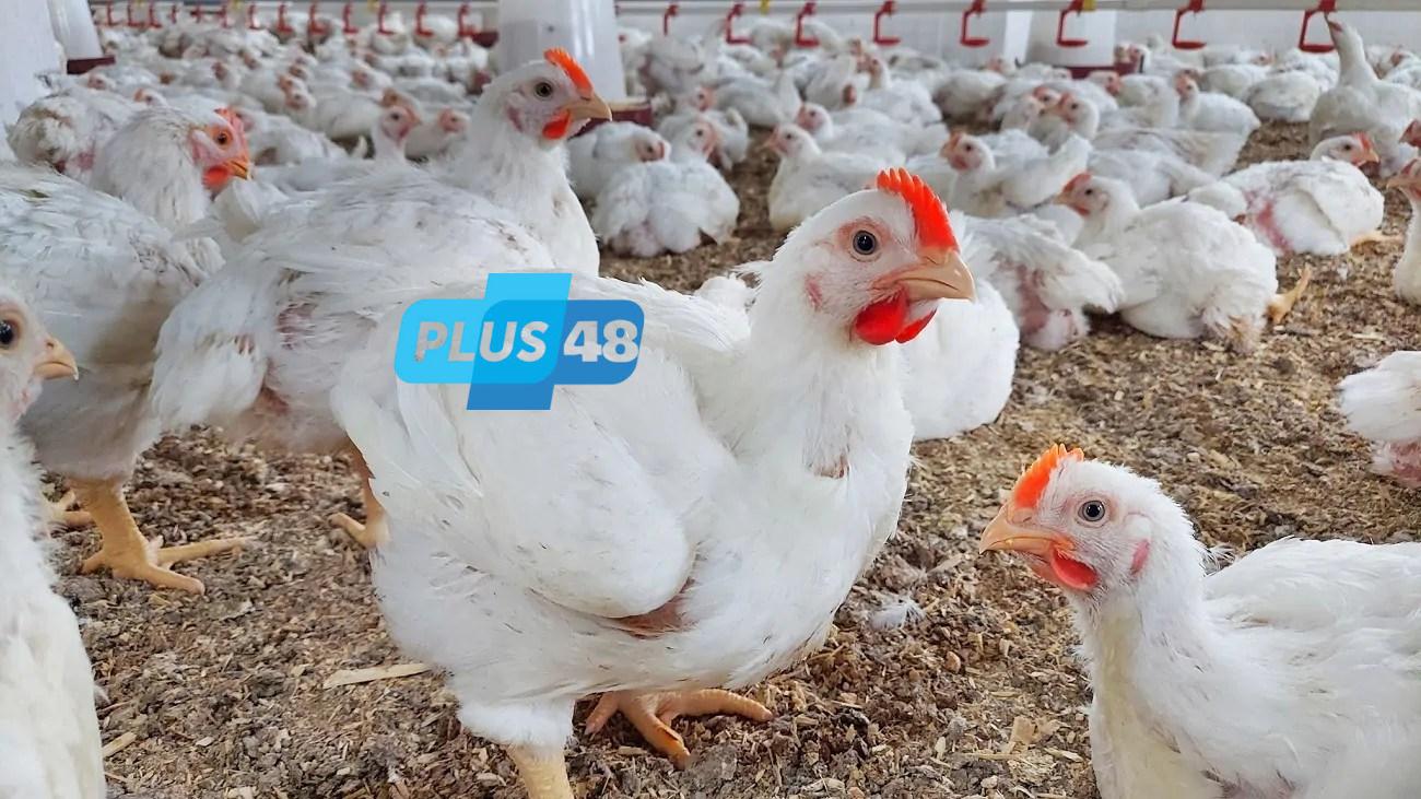 حقيقة إصابة الدواجن بفيروس وبائي يمنع تناولها أو الاقتراب منها.. تفاصيل
