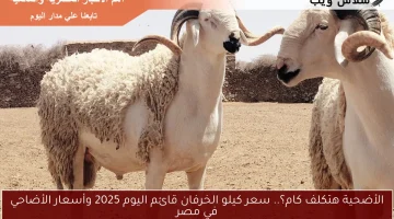 الأضحية هتكلف كام؟.. سعر كيلو الخرفان قائم اليوم 2025 وأسعار الأضاحي في مصر