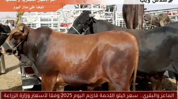 الماعز والبقري.. سعر كيلو اللحمة قائم اليوم 2025 وفقا لأسعار وزارة الزراعة