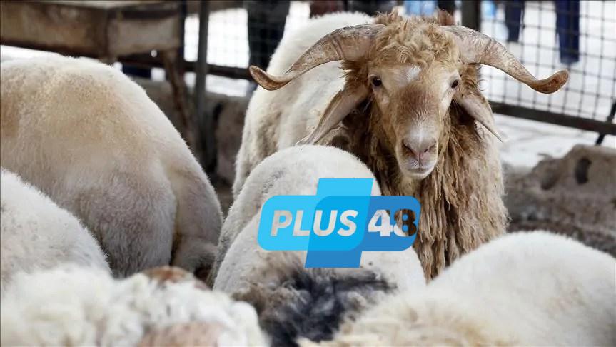 شروط الأضحية المثالية.. دليل اختيار الخروف والصحة الشرعية