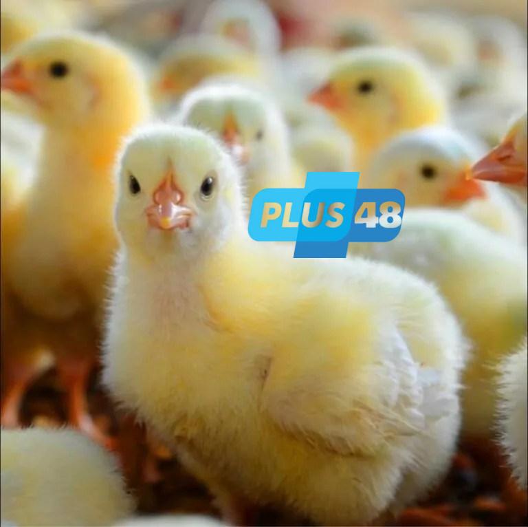 سعر الكتكوت الأبيض اليوم الإثنين 9-6-2025 في بورصة الدواجن والشركات الكبرى.. التفاصيل الكاملة