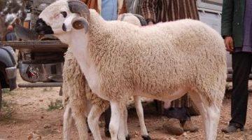 24 ساعة على آخر موعد لذبح الأضاحى.. اعرف التفاصيل