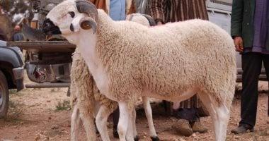 24 ساعة على آخر موعد لذبح الأضاحى.. اعرف التفاصيل