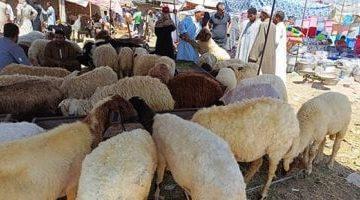 باحث يكشف.. كيف يتم التعامل مع الأضحية قبل عملية الذبح؟
