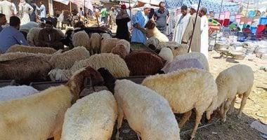 باحث يكشف.. كيف يتم التعامل مع الأضحية قبل عملية الذبح؟