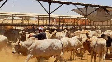 هل يجوز ذبح المرأة للأضحية؟ عضو بمركز الأزهر للفتوى تجيب