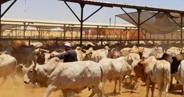 هل يجوز ذبح المرأة للأضحية؟ عضو بمركز الأزهر للفتوى تجيب