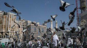 نجاح نفرة الحجاج من عرفات إلى المزدلفة.. وجهود متميزة لبعثة حج القرعة