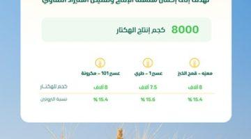 بإنتاج 8 آلاف كجم للهكتار .. نجاح تجاري لتجربة حصاد 3 أصناف مطورة من القمح المحلي في المملكة