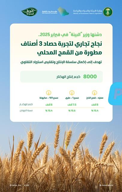 بإنتاج 8 آلاف كجم للهكتار .. نجاح تجاري لتجربة حصاد 3 أصناف مطورة من القمح المحلي في المملكة