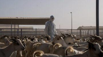 #وقاء يكشف على أكثر من مليون رأس من الماشية ضمن الخطة التشغيلية لموسم الحج