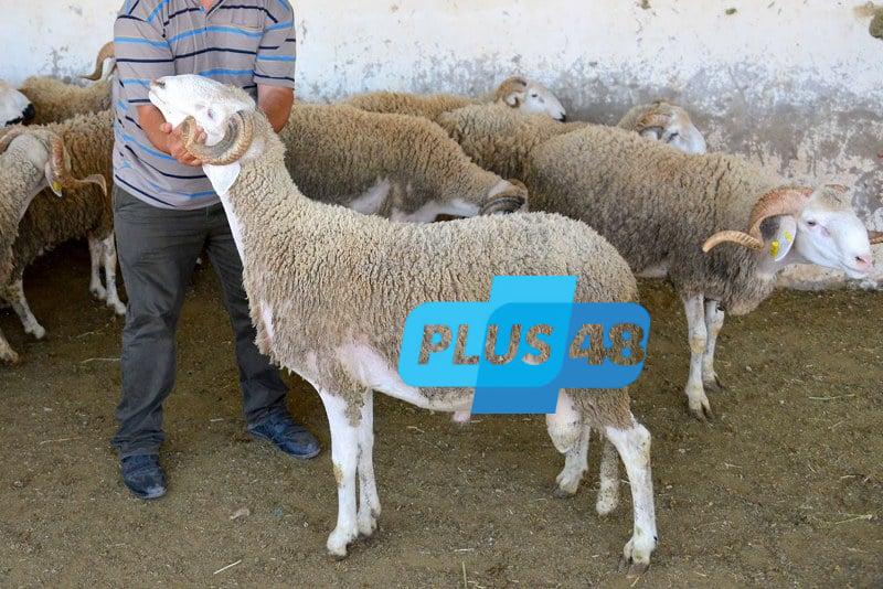 اجتماع بالرباط حول إعادة تكوين القطيع