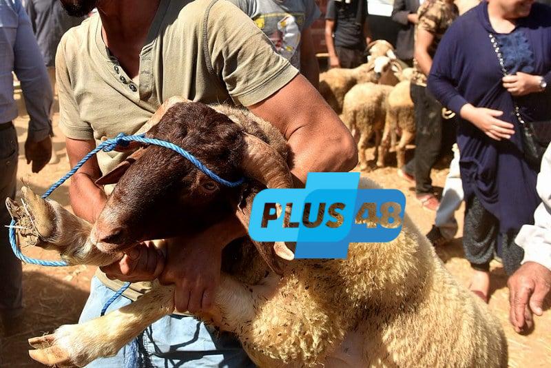 غياب الذبح في عيد الأضحى يثبت التوازن الاجتماعي والاقتصادي بالمغرب