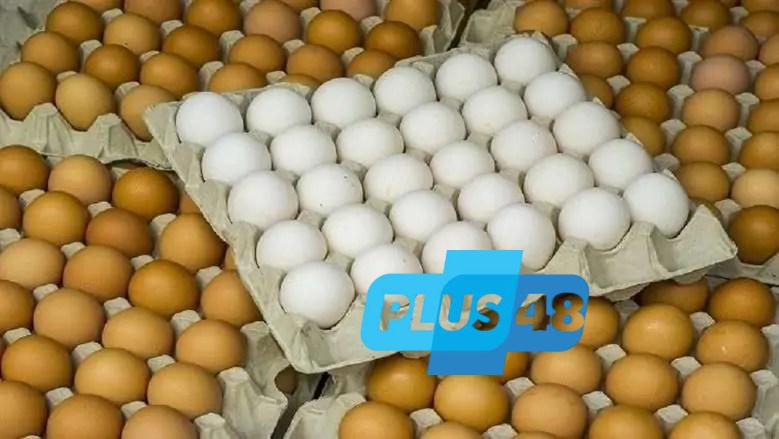 سعر كرتونة البيض والفراخ البيضاء والبلدي اليوم الخميس 12 يونيو 2025 بالأسواق