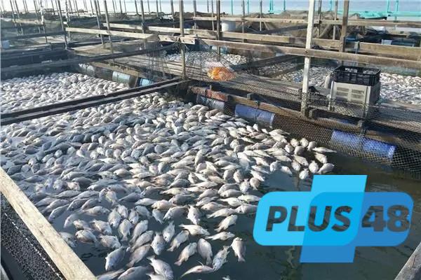 زراعة الشيوخ تناقش التوسع في مشروعات الثروة السمكية