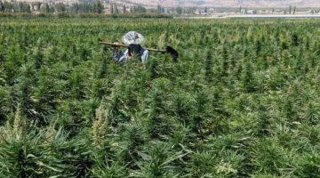 لإنقاذ اقتصاده المتهالك.. تشريع يبيح زراعة الحشيش في لبنان