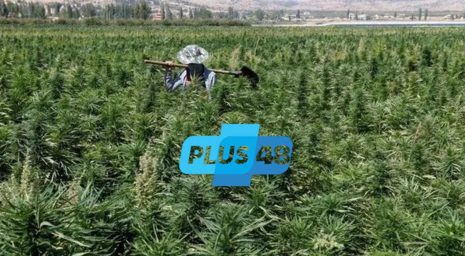 لإنقاذ اقتصاده المتهالك.. تشريع يبيح زراعة الحشيش في لبنان