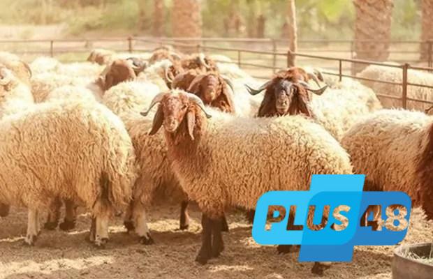 كيفية تقسيم لحم الأضحية؟.. توزيع شرعي وعادات مجتمعية