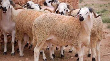 أماكن شوادر التموين لبيع اللحوم والخراف الحية في 13 محافظة استعدادًا لعيد الأضحى